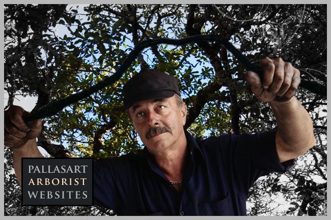 Pallasart Tree Care sites Pallasart Builds Tree Care Websites
