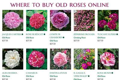 Where to buy Roses online