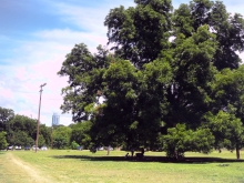 Heritage Oak Tree in Zilker Athletic Fields