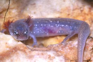 Barton Springs Salamander