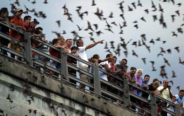 Bat Crazy in Austin Texas