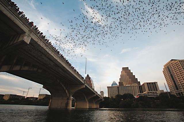 Bats in Austin