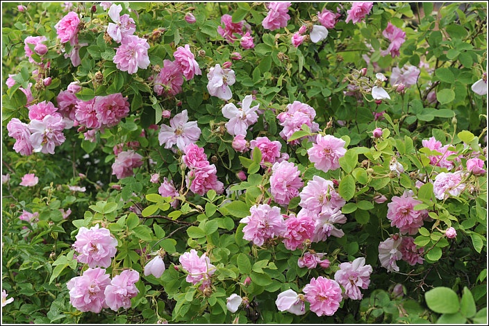 Rosa Damascena Trigintipetala - Kazanlik