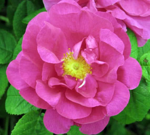 Rosa Gallica