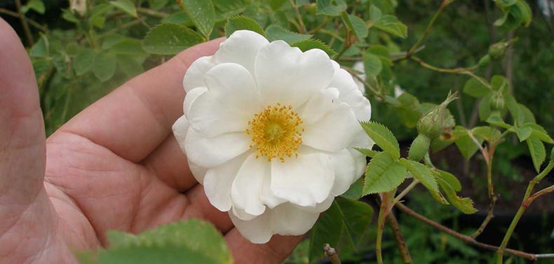 Constantinople - White Rose of York - Alba-Plena