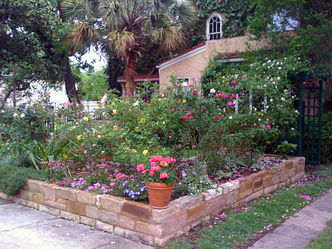 rose beds on Laurel Lane Austin Texas