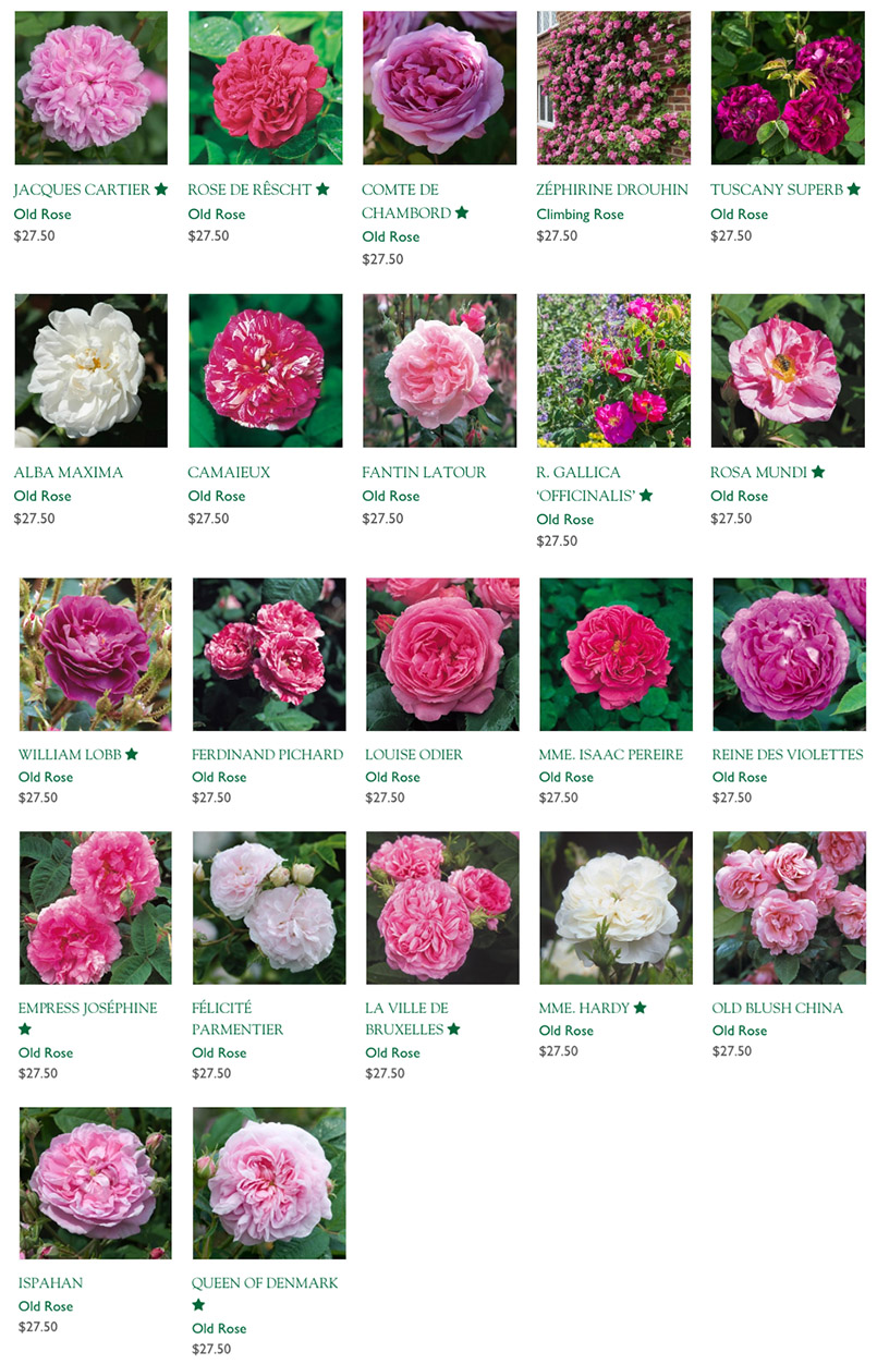 old roses available from David Austin