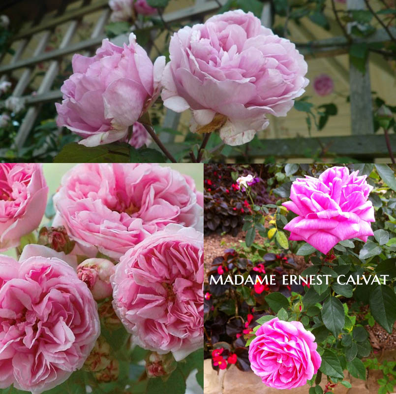 Madame Ernest Calvat - a Bourbon Rose