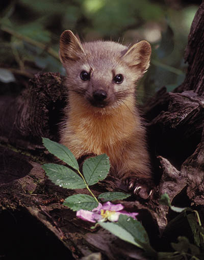 Stone Marten that lives in Hagia Sophia