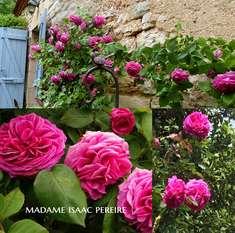 Madame Isaac Pereire - a Bourbon Rose