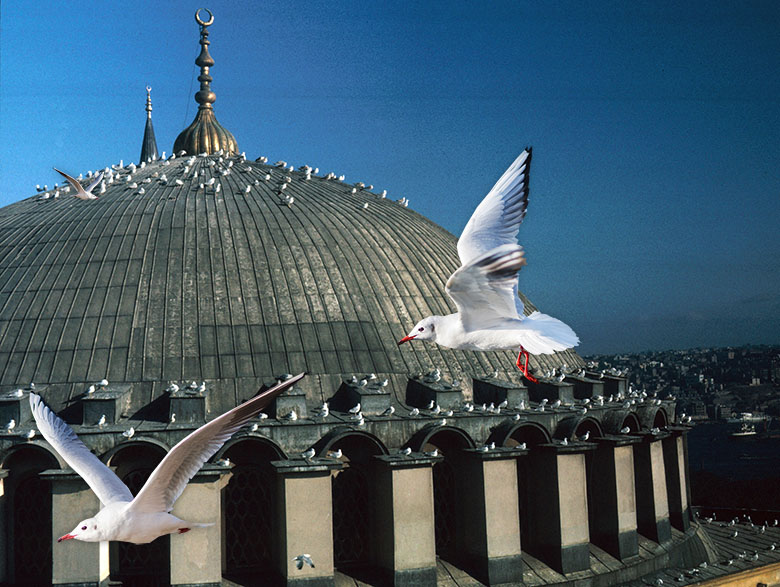 Hagia Sophia seagulls