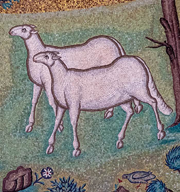 sheep in Ravenna