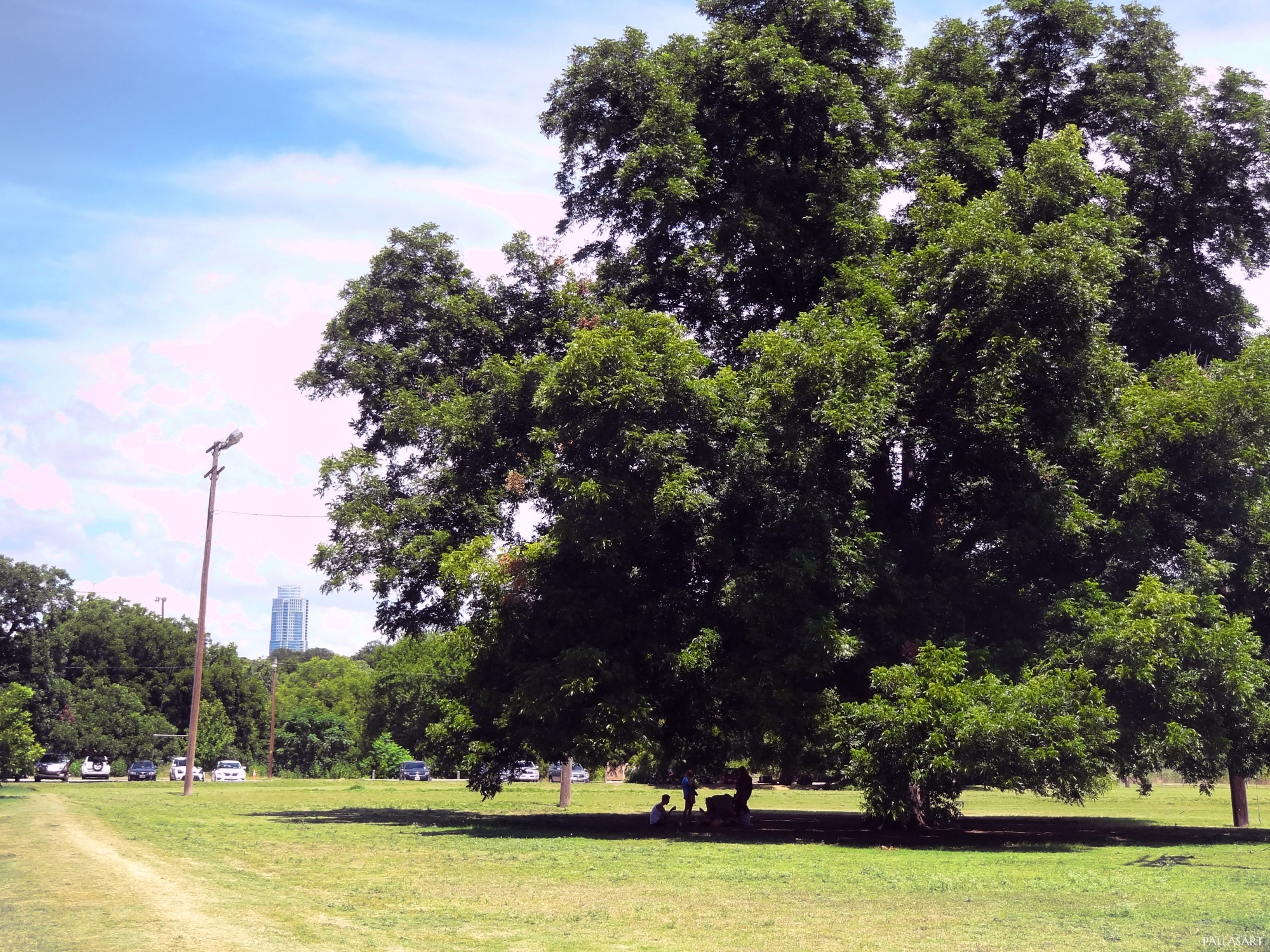 Heritage Oak Tree in Zilker Athletic Fields