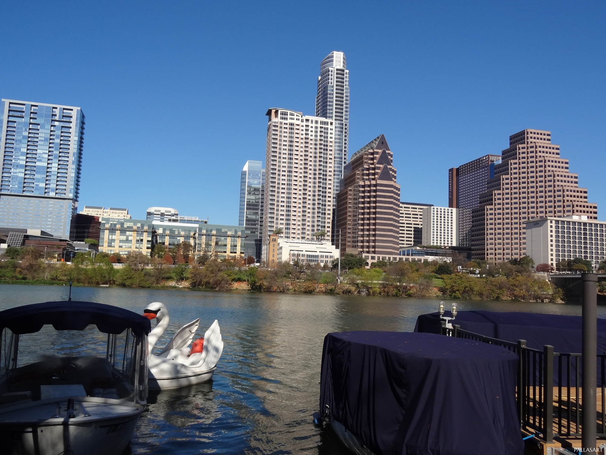Swan pedal boat in Austin, Texas 
