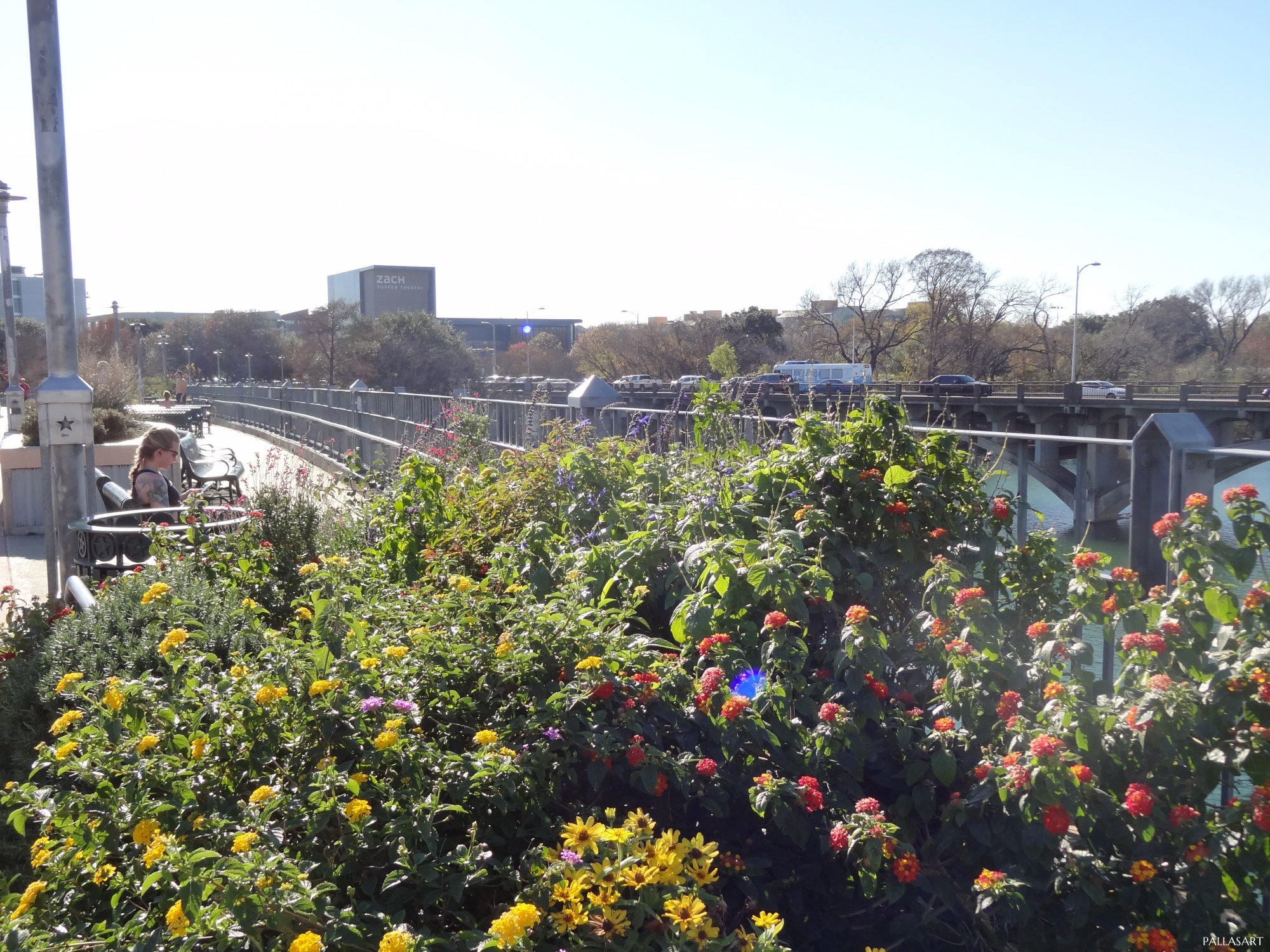 Austin Trail Foundation Plants Flowers on Lamar Pedestrian Bridge