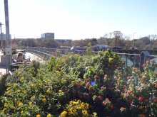 Flowers on Lamar Pedestrian Bridge in Austin, TX