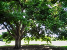 Austin Heritage Oak Tree