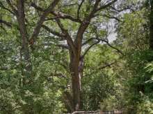 Trees Near Barton Springs