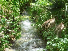 Small Springs Leading into Barton Creek