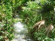 Springs Feeding Barton Creek