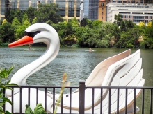 Swan Boat Rental on Town Lake