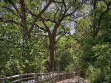 Hike and Bike Trail Near Barton Springs