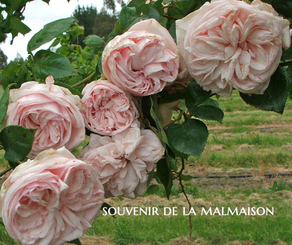 Souenir de la Malmaison - a Bourbon Rose