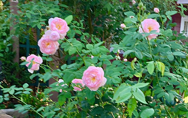 unknown David Austin rose in my garden