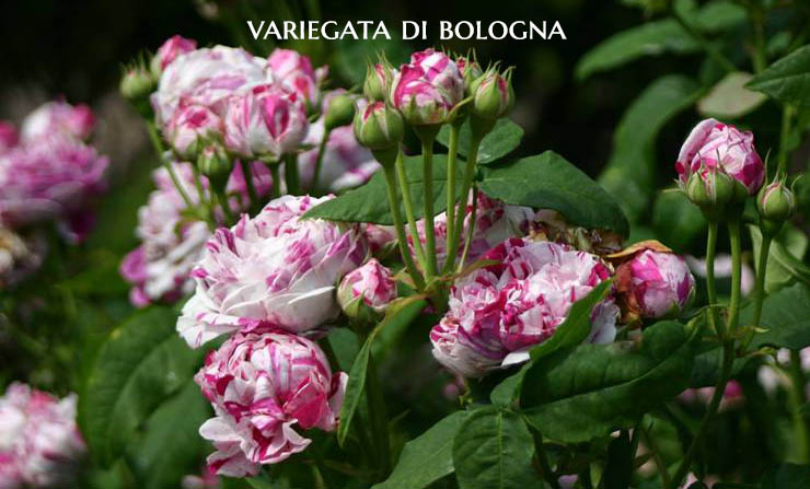 Variegata di Bologna - a Bourbon Rose